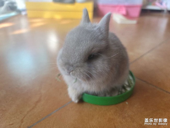 家族新成員，可可奈奈