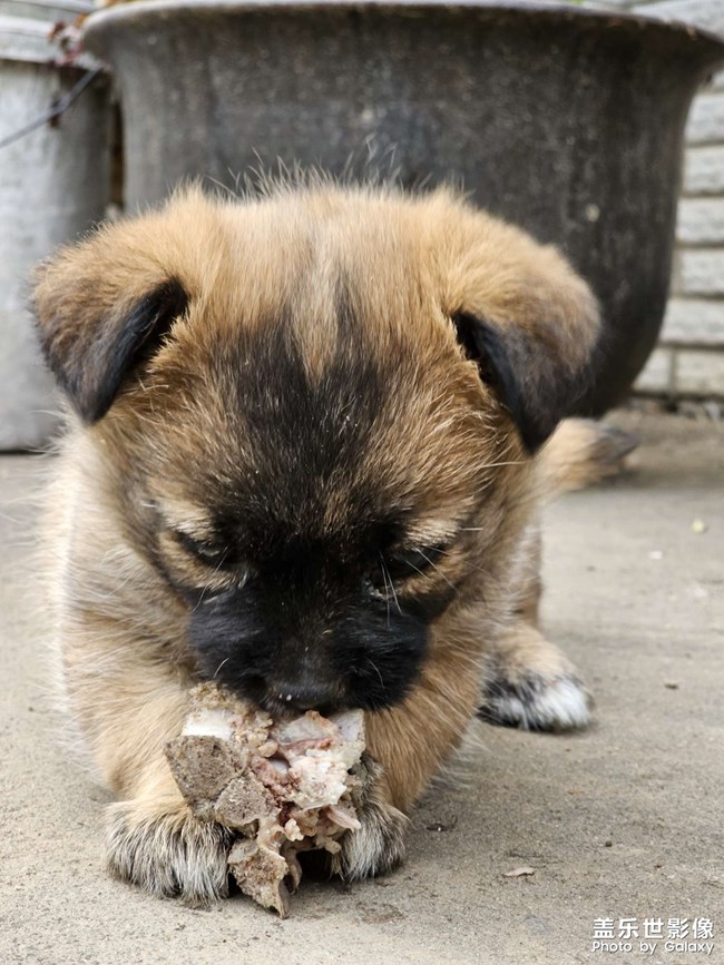 找到了一塊骨頭