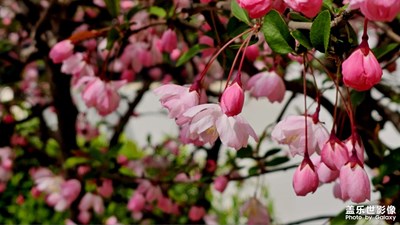 【生活的色彩】+Galaxy S23 Ultra 海棠花