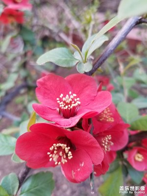 【生活的色彩】+花樣年華