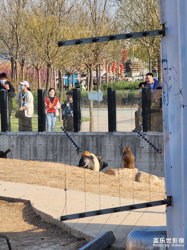 衡水動(dòng)物園游玩