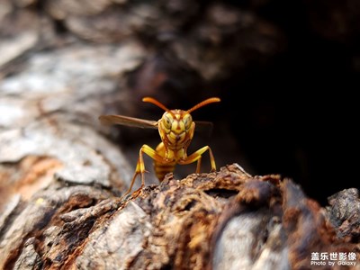 【美好時(shí)光】與蜂兒擦肩