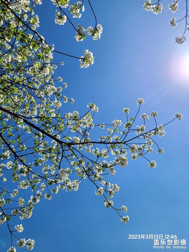 在樹下等待s25的到來