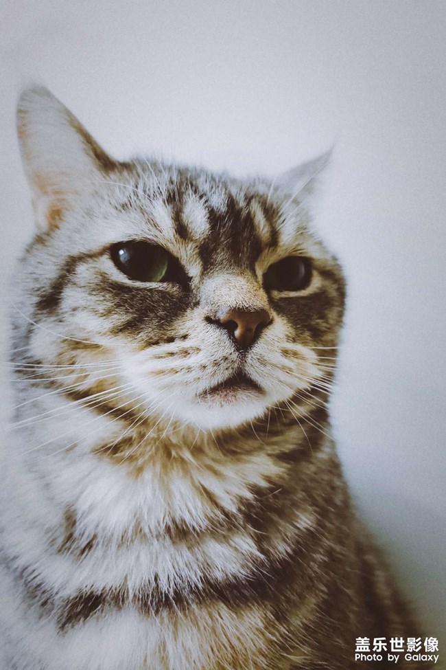 手機(jī)里肯定有一張最滿意的寵物照片