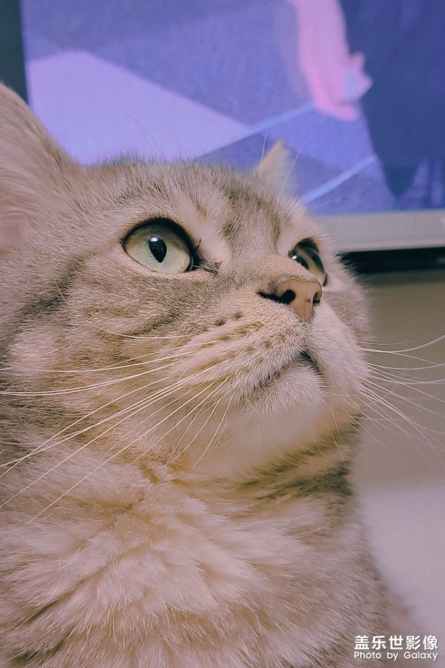 手機(jī)里肯定有一張最滿意的寵物照片