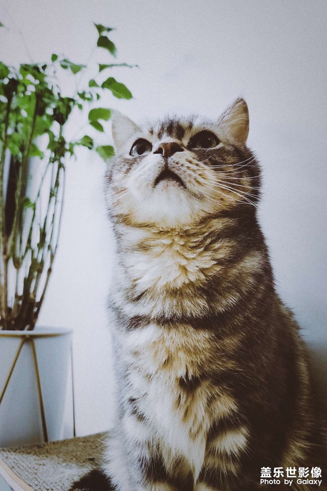 手機(jī)里肯定有一張最滿意的寵物照片