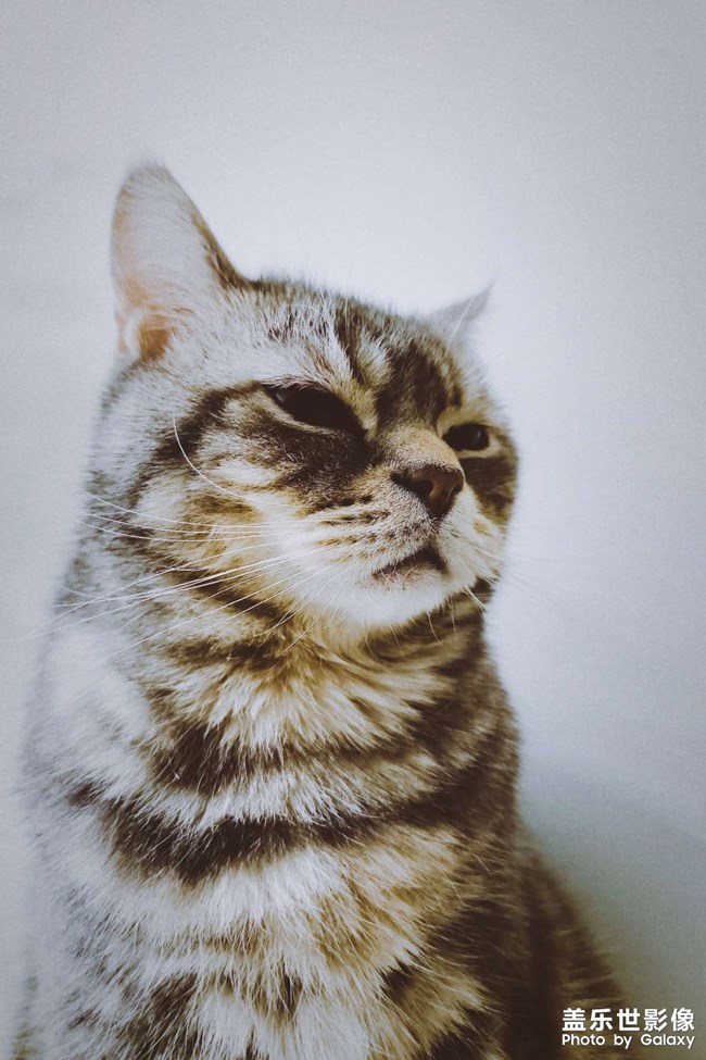 手機(jī)里肯定有一張最滿意的寵物照片