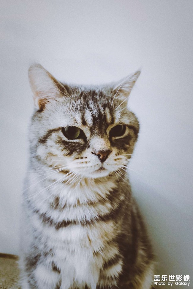 手機(jī)里肯定有一張最滿意的寵物照片