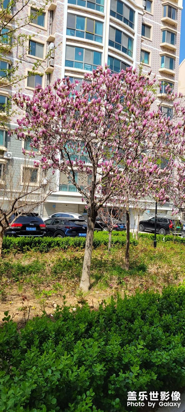 春來(lái)花開(kāi)