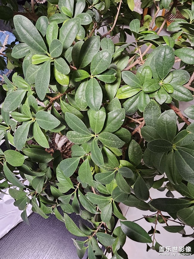 s23u主攝和3倍拍出來(lái)的照片顏色不一樣，你們是這樣不