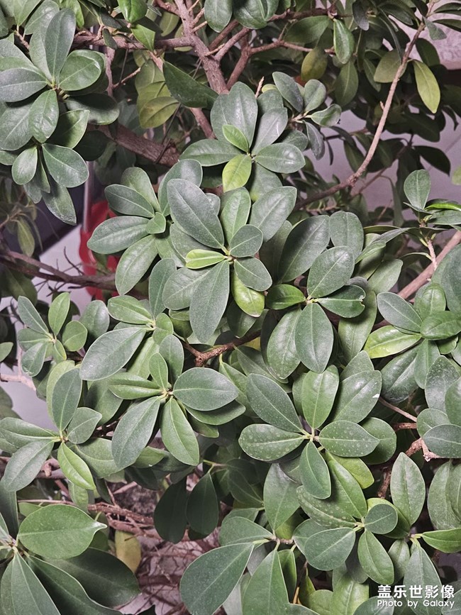 s23u主攝和3倍拍出來(lái)的照片顏色不一樣，你們是這樣不