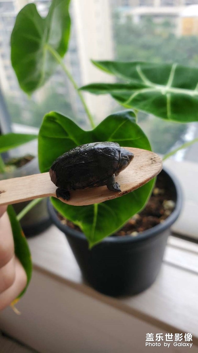 最近照顧的小動物有點多啊～