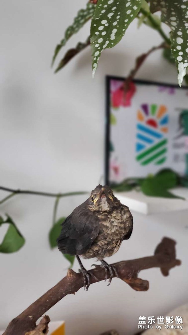 最近照顧的小動物有點多啊～