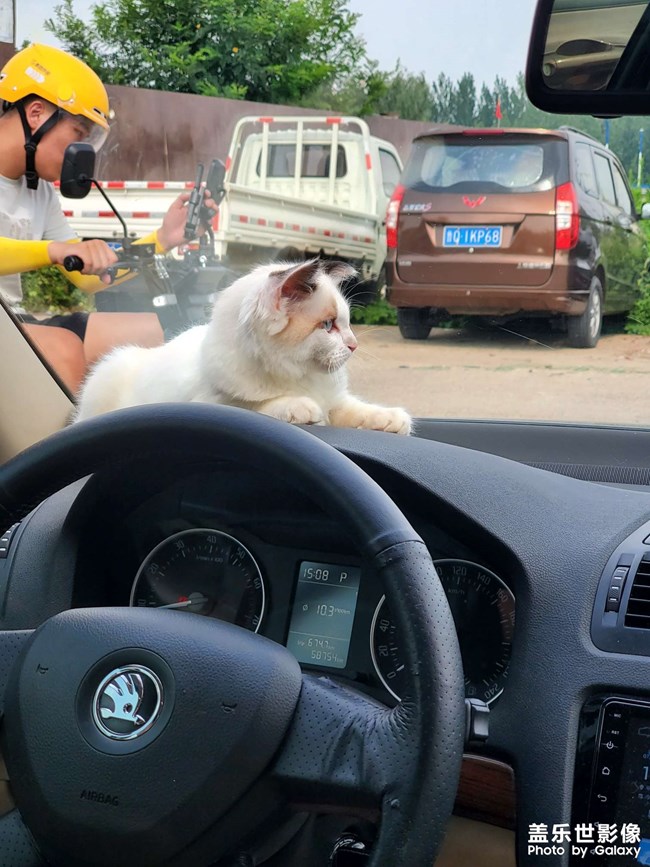 貓