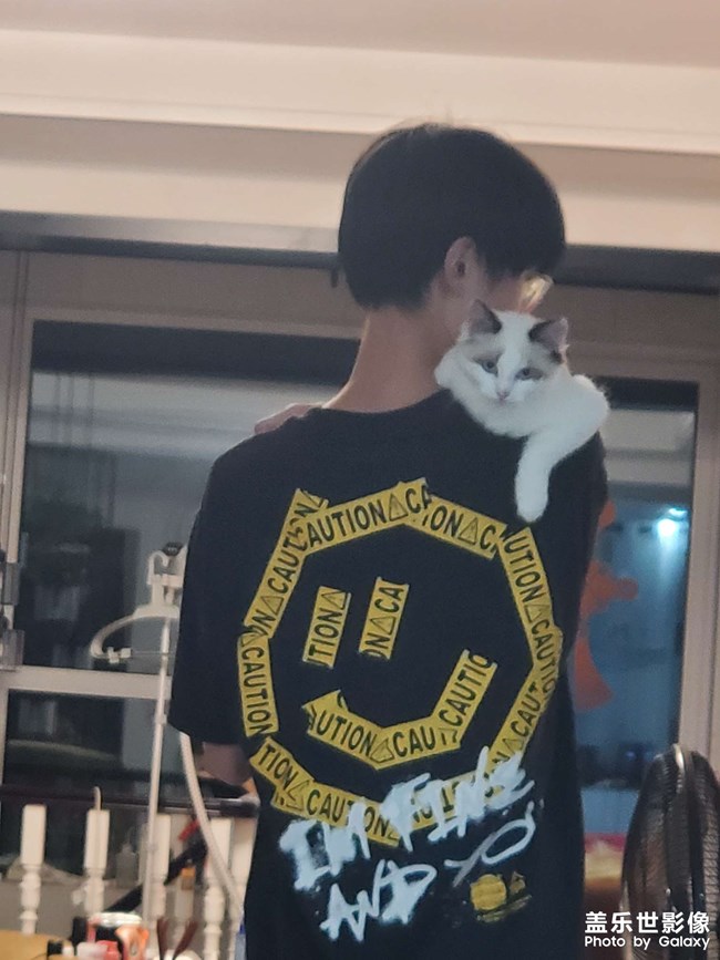 家有貓咪