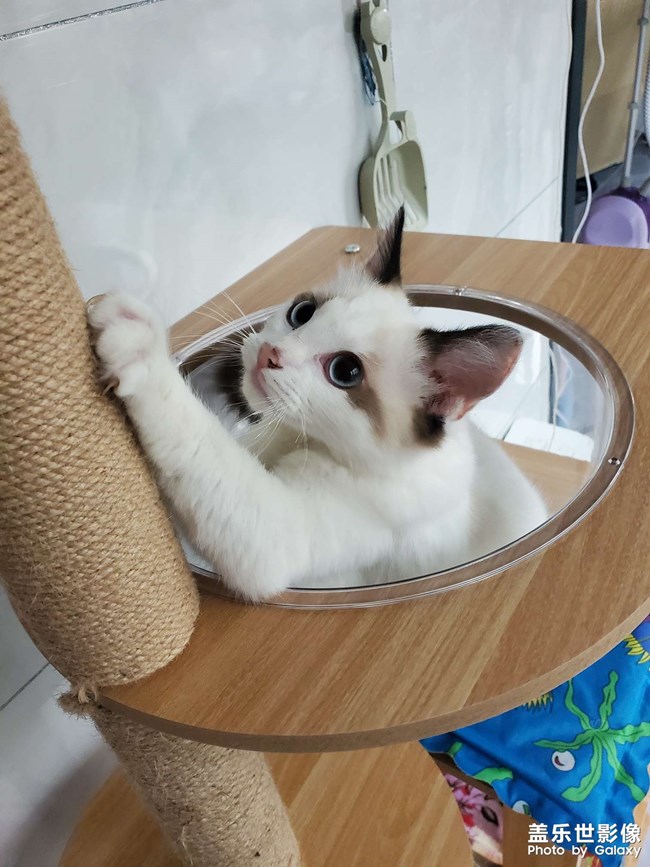 家有貓咪
