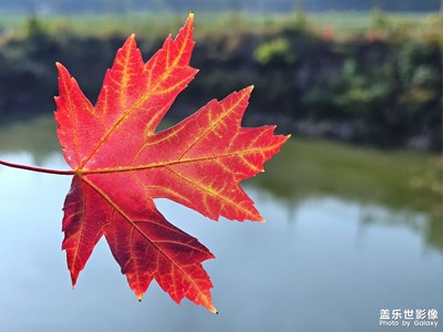 【鏡頭里的秋日私語】葉兒紅