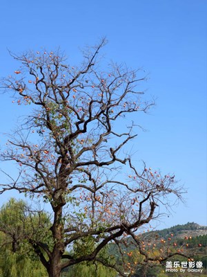 【賞秋正當(dāng)時(shí)】柿子熟了