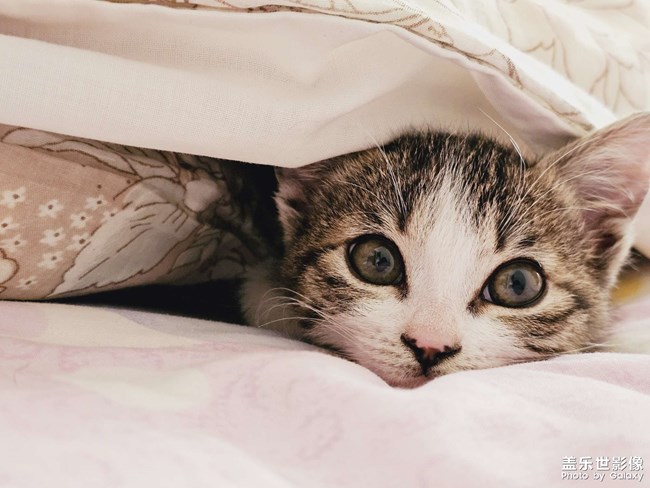 就愛(ài)鉆被窩，少管我