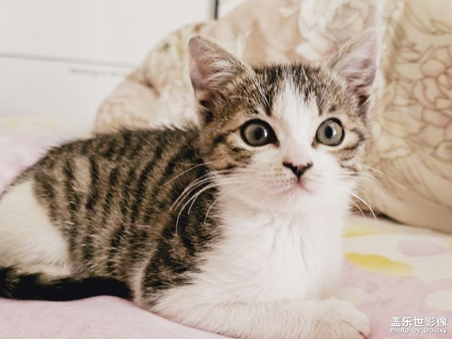 就愛(ài)鉆被窩，少管我