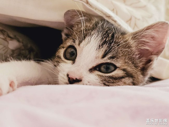 就愛(ài)鉆被窩，少管我