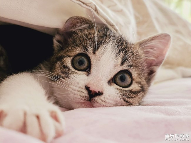 就愛(ài)鉆被窩，少管我