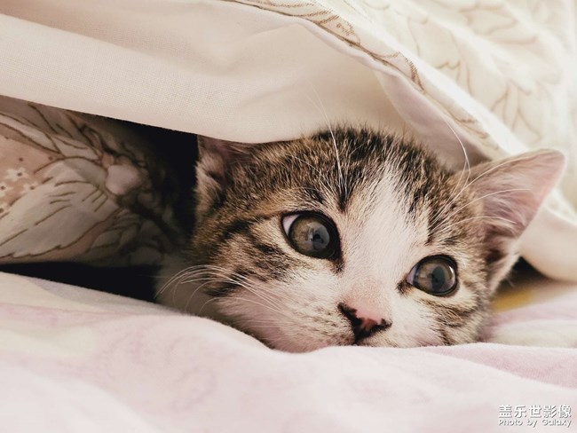 就愛(ài)鉆被窩，少管我